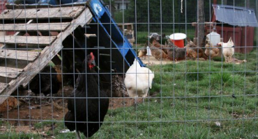 Jak postavit kurník svépomocí